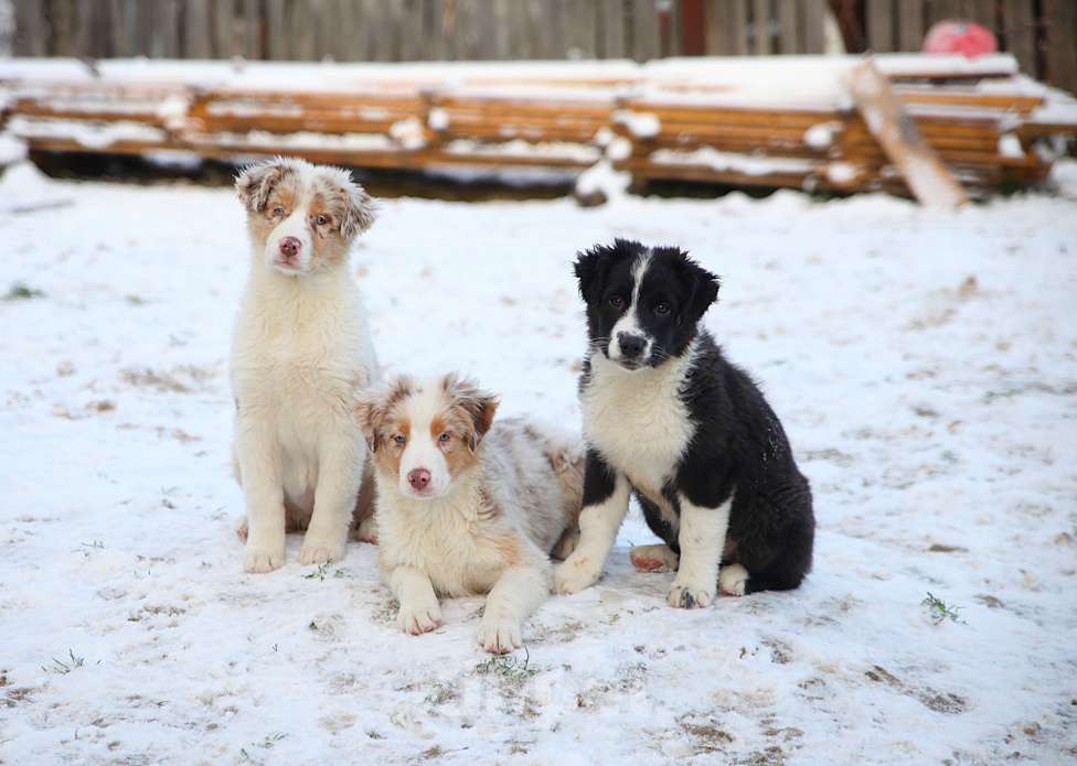 Собаки в других городах Владимирской области: щенки австралийской овчарки Девочка, 60 000 руб. - фото 6