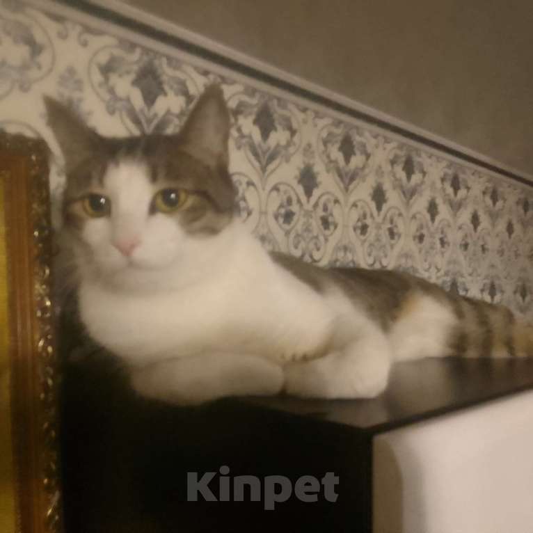 Кошки в Комсомольске-На-Амуре: Отдаём кота Кузю в добрые руки Мальчик, Бесплатно - фото 2