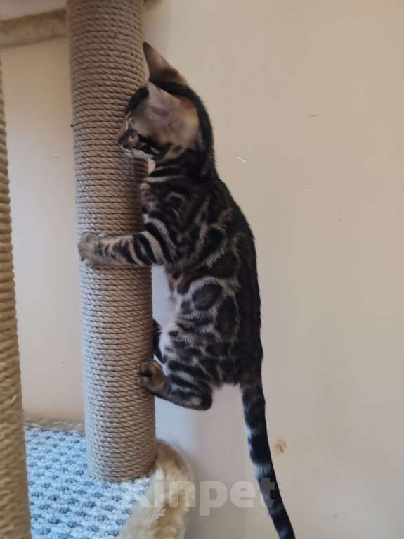 Кошки в Москве: Бенгальская девочка с родословной (в наличии) Девочка, 40 000 руб. - фото 5