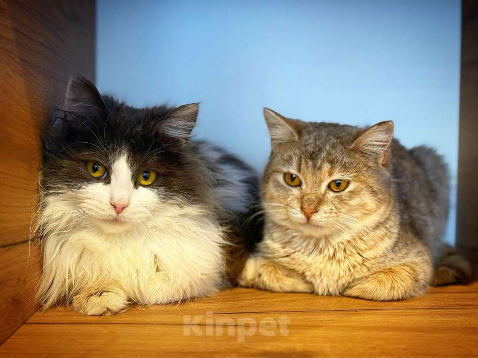 Кошки в Липецке: Котята Мальчик, Бесплатно - фото 8