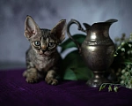 Кошки в Москве: Купить котенка Девон - рекс. Очаровательные кудряшки для вас. Девочка, Бесплатно - фото 4