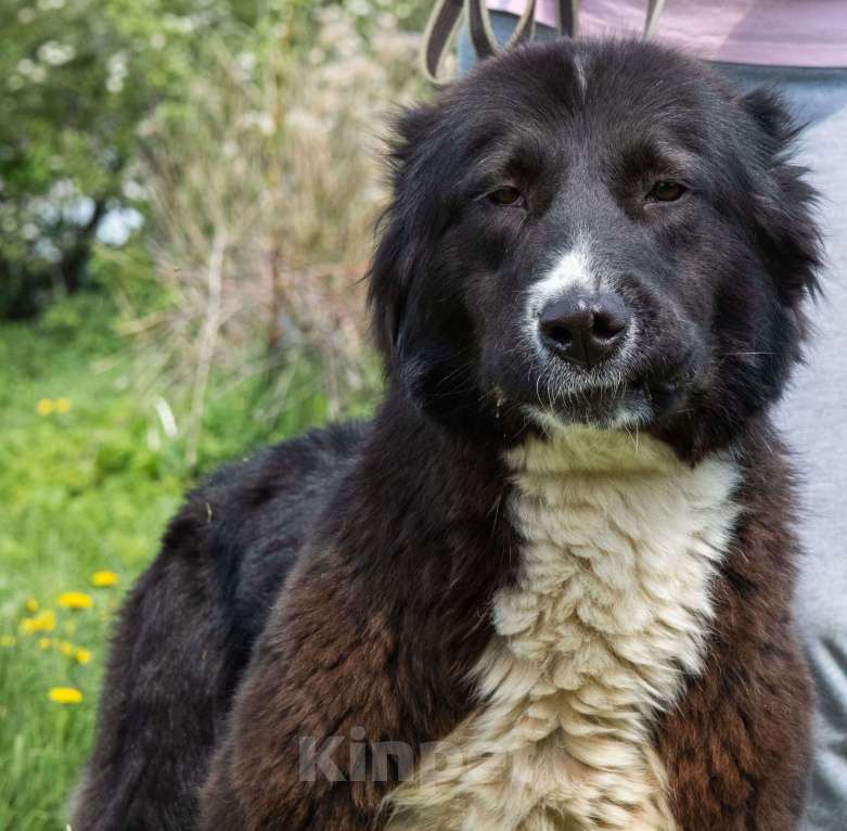 Собаки в Серпухове: Очень хочу домой Девочка, Бесплатно - фото 2