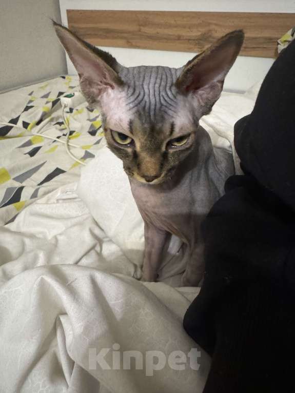 Кошки в Москве: Зовут Микки Мальчик, 15 000 руб. - фото 3