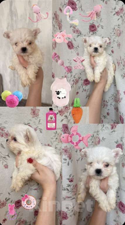 Собаки в Москве: Мальтипу девочки Девочка, 60 000 руб. - фото 3