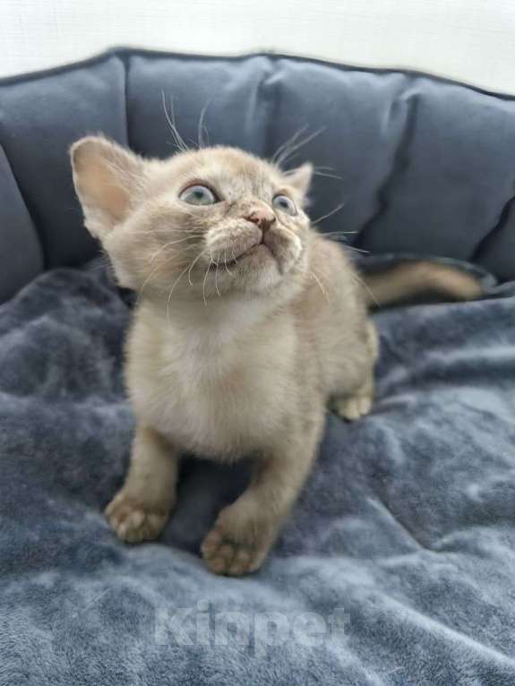 Кошки в Санкт-Петербурге: Бурманские котята девочки Девочка, 23 000 руб. - фото 3