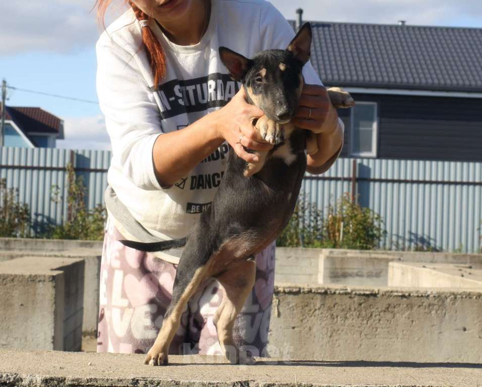 Собаки в Всеволожске: ММ МАКИАТА МЕЛАНЖ Мальчик, Бесплатно - фото 6