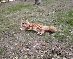 Кошки в Санкт-Петербурге: Потерялся кот на финском заливе 25.06.2024 Мальчик, 2 000 руб. - фото 3