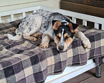 Собаки в Истре: Щенок Мартин Мальчик, Бесплатно - фото 7