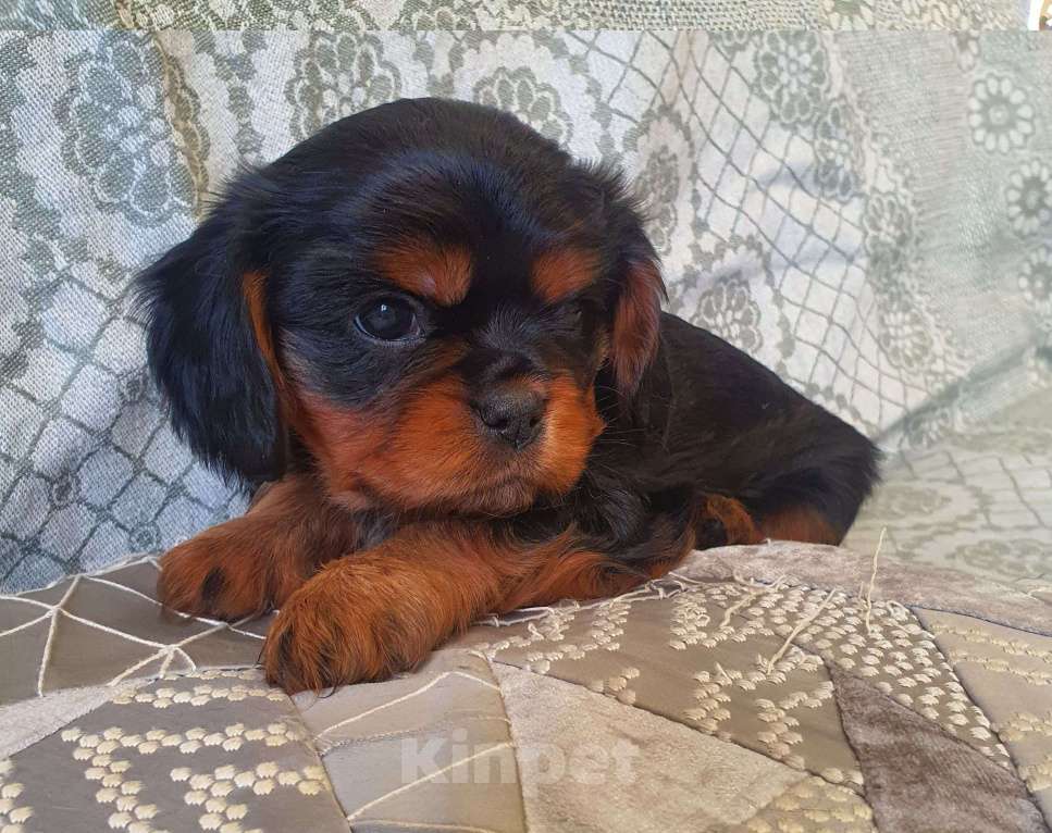 Собаки в других городах Московской области: Предлагаем вам стать владельцем щенка королевской породы Мальчик, 60 000 руб. - фото 1