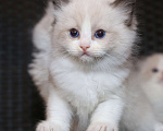 Кошки в Санкт-Петербурге: рэгдолл Мальчик, 65 000 руб. - фото 3