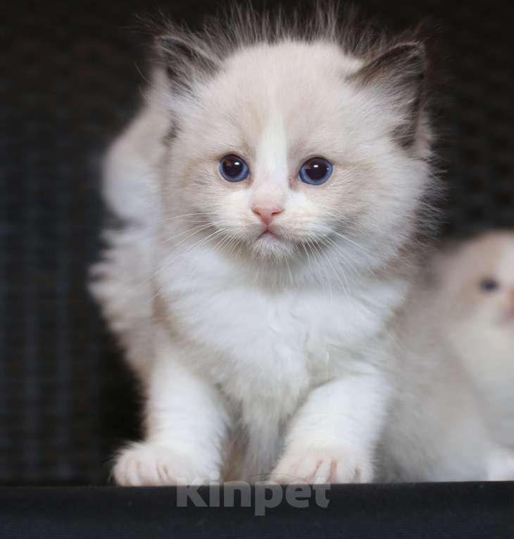 Кошки в Санкт-Петербурге: рэгдолл Мальчик, 65 000 руб. - фото 3