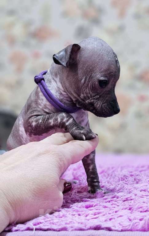 Собаки в Великом Новгороде: Мини мальчик ксолоитцкуинтли  Мальчик, 65 000 руб. - фото 3