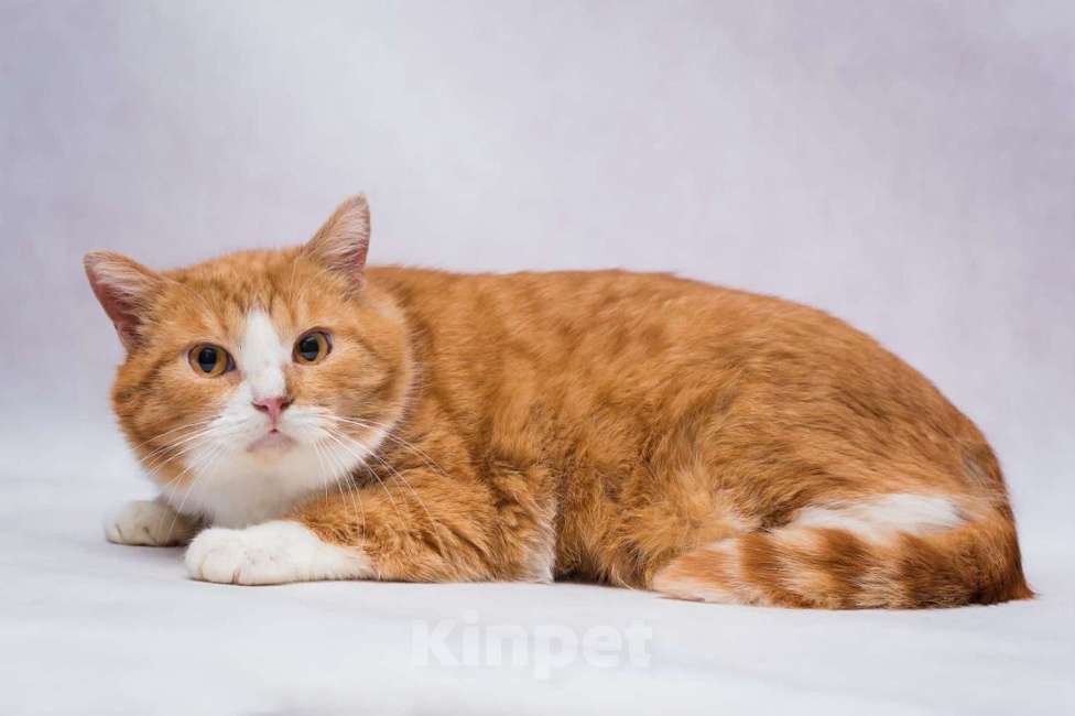 Кошки в Москве: Самый круглый котик ищет дом Мальчик, Бесплатно - фото 3