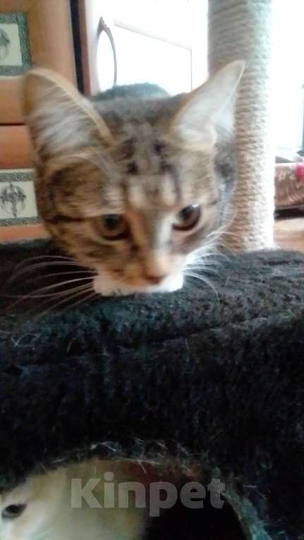 Кошки в Москве: В добрые руки Девочка, 100 руб. - фото 1