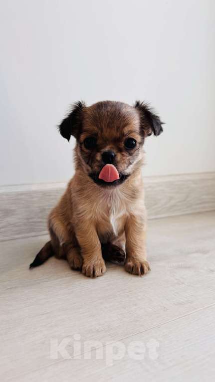 Собаки в Уфе: Очаровательные щенки длинношерстного чихуахуа — мальчики с документами Мальчик, 45 000 руб. - фото 6