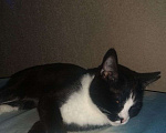 Кошки в Москве: Потерялся кот, чëрно белый, в Бирюлëво Мальчик, 1 000 руб. - фото 1