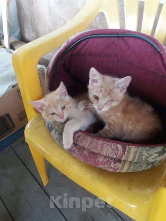 Кошки в Одинцово: Рыжий котенок солнечный Лучик  ищет дом! Мальчик, Бесплатно - фото 3