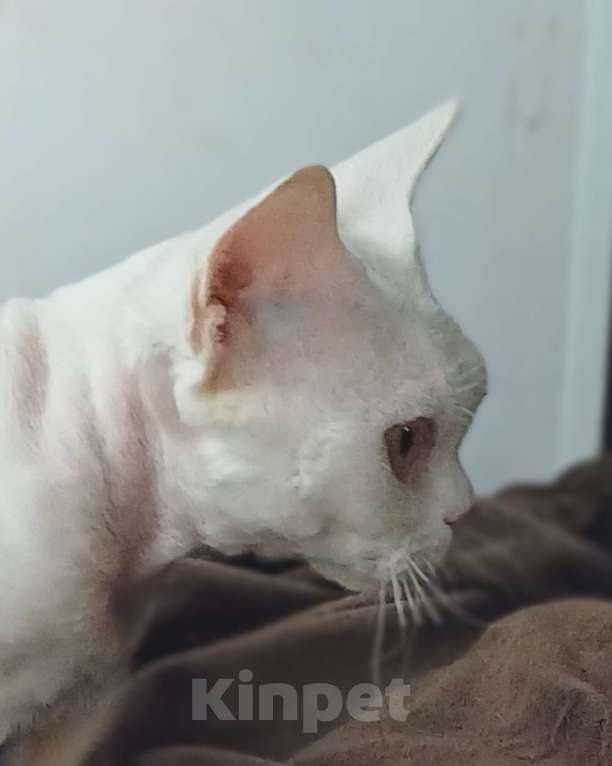 Кошки в Нижнекамске: Котик девон рекс Мальчик, 100 000 руб. - фото 2