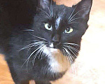 Кошки в Москве: Черный котик шикарный Чарли 7 мес Мальчик, 10 руб. - фото 1