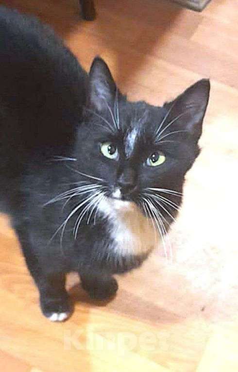 Кошки в Москве: Черный котик шикарный Чарли 7 мес Мальчик, 10 руб. - фото 1