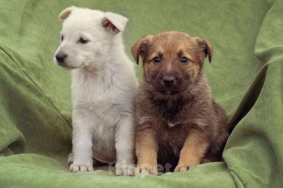 Собаки в Москве: щенок Коржик в добрые руки Мальчик, Бесплатно - фото 7