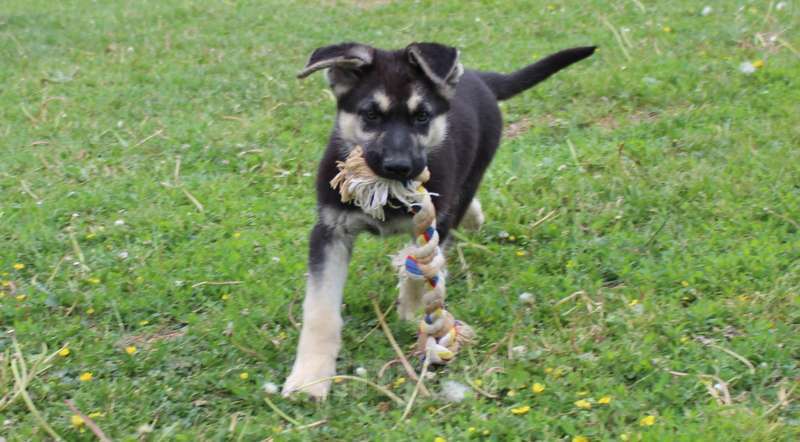 Собаки в Москве: Щенки восточноевропейской овчарки  Девочка, 45 000 руб. - фото 5