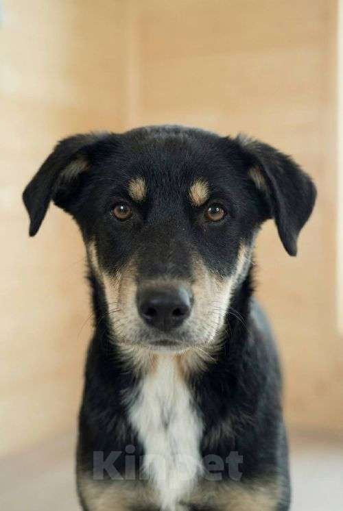 Собаки в Москве: Хороший щенок-подросток Степа ищет дом Мальчик, Бесплатно - фото 3