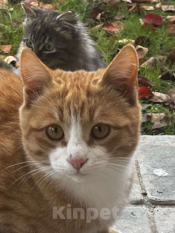 Кошки в Звенигороде: Котята ищут дом Мальчик, Бесплатно - фото 4