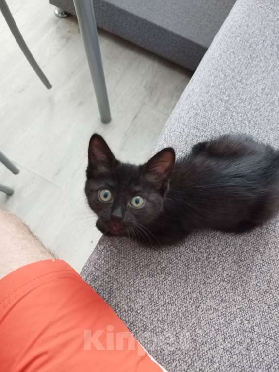 Кошки в Кемерово: Хотелось бы найти ответственного и доброго хозяина для котенка 5 месяцев девочка Девочка, Бесплатно - фото 2