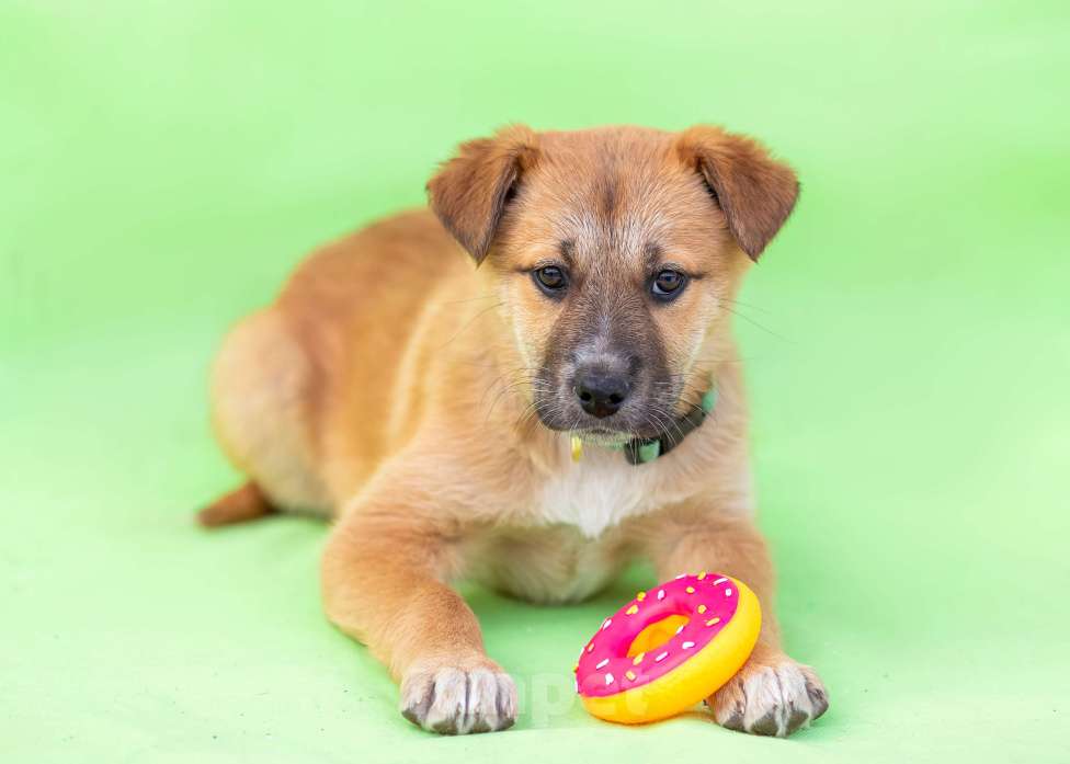 Собаки в других городах Московской области: Щенок Герда в добрые руки Девочка, Бесплатно - фото 5