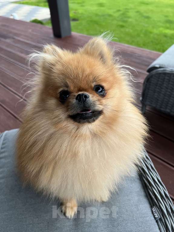 Собаки в других городах Московской области: Потерялся шпиц ! Помогите 🆘  Девочка, 10 000 руб. - фото 2