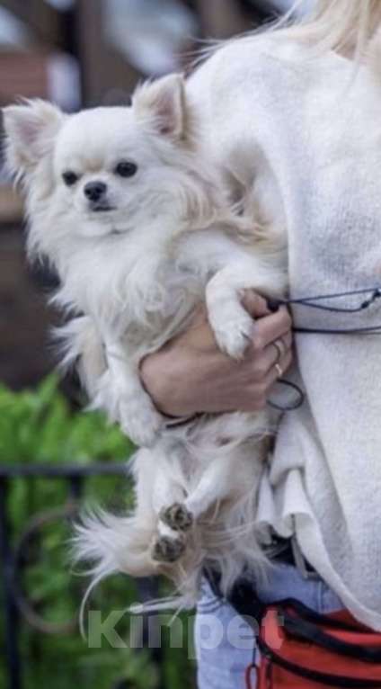 Собаки в Коломне: Оша  белый мальчик 2.5 мес  Мальчик, 50 000 руб. - фото 2