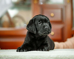 Собаки в Москве: Лабрадор чёрный (мальчик), питомник Мальчик, 55 000 руб. - фото 6