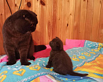 Кошки в Вязьме: Котик Шотландский тёмный шоколад, 15 000 руб. - фото 10