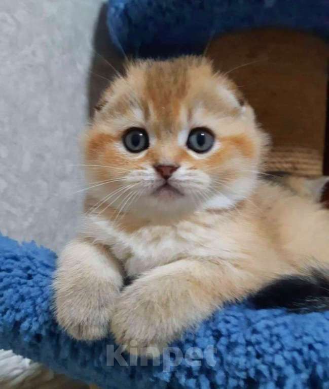 Кошки в Москве: Шотландские котята Девочка, 35 000 руб. - фото 3