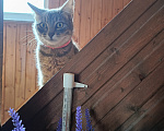 Кошки в Наро-Фоминске: Котёнок в добрые руки Девочка, Бесплатно - фото 1
