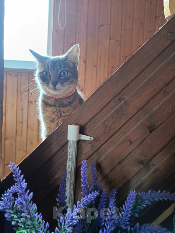 Кошки в Наро-Фоминске: Котёнок в добрые руки Девочка, Бесплатно - фото 1