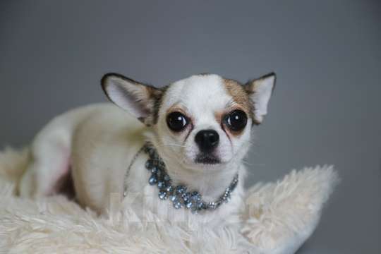 Собаки в Королеве: Мальчишка щенок Чихуа-хуа Мальчик, 30 000 руб. - фото 7