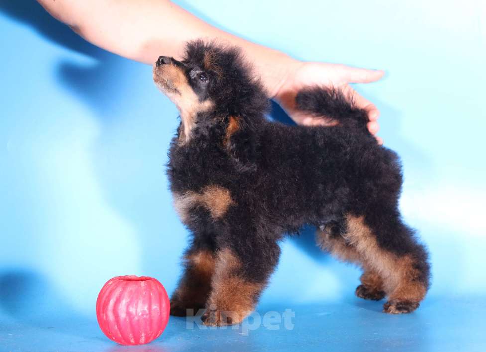 Собаки в Москве: той пудель щенки от 2х чемпионов Мальчик, 75 000 руб. - фото 3