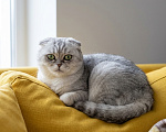 Кошки в Москве: кошка Луна в добрые руки Девочка, Бесплатно - фото 3
