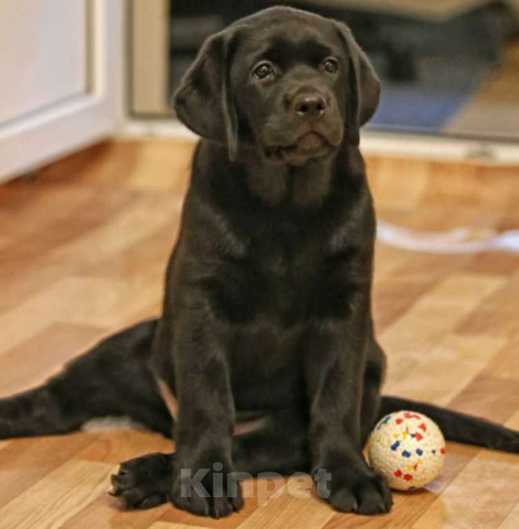 Собаки в Москве: Счасть Вашего Дома Девочка, 60 000 руб. - фото 5