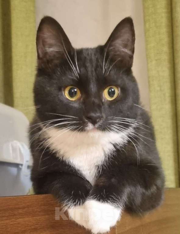 Кошки в Москве: Миниатюрная  кокетка  Жаклин Девочка, Бесплатно - фото 4