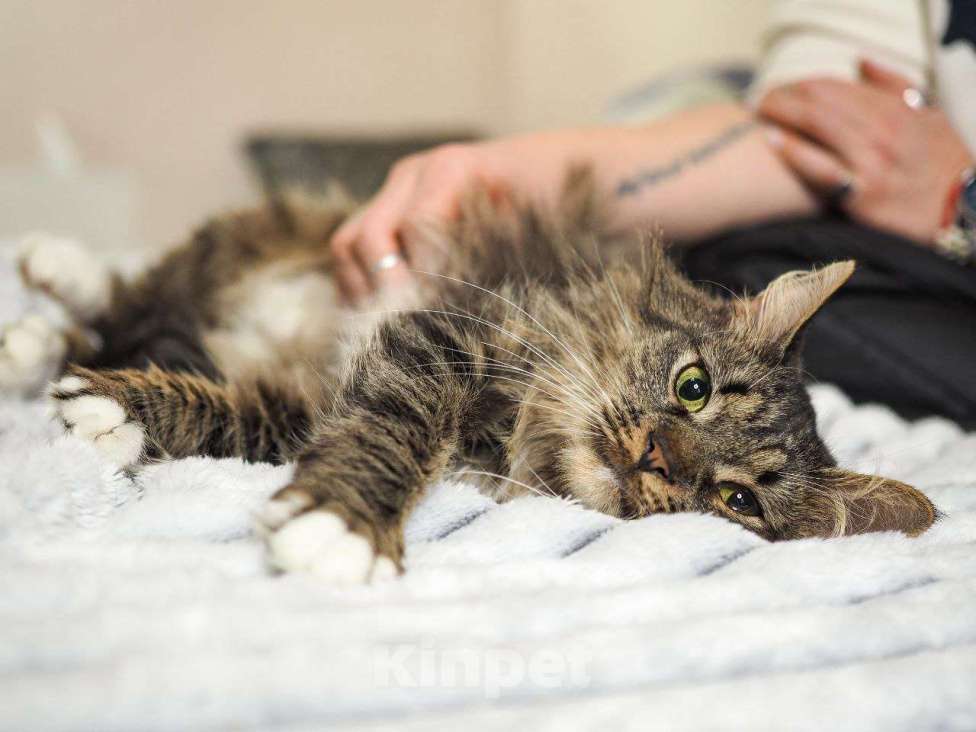 Кошки в Москве: кошка Марыся ищет дом Девочка, Бесплатно - фото 7