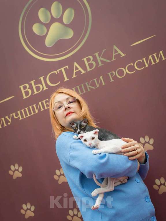 Кошки в Москве: Украинский левкой чистопродный. Документы Мальчик, Бесплатно - фото 8