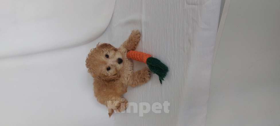 Собаки в Ростове-на-Дону: Той-пудель, девочка и мальчик мраморный абрикос продам Мальчик, 150 000 руб. - фото 5