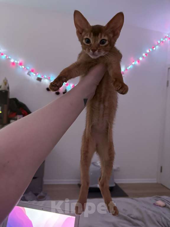 Кошки в других городах Московской области: Абиссинский котенок Мальчик, 50 000 руб. - фото 6