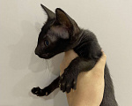 Кошки в Краснодаре: Ориентальный котенок Девочка, Бесплатно - фото 9