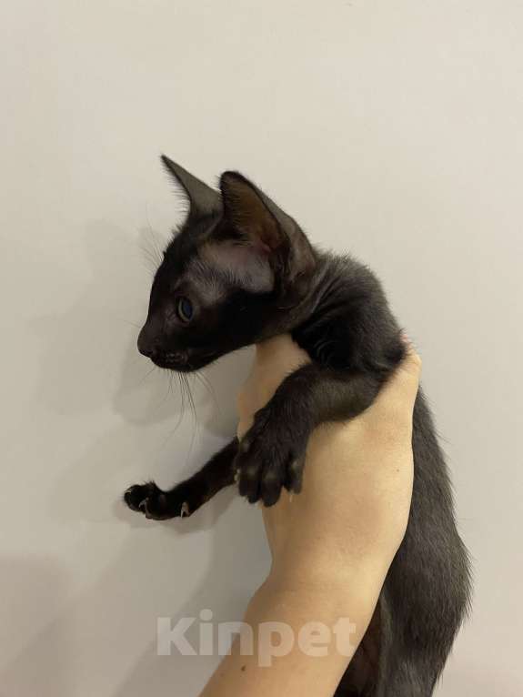 Кошки в Краснодаре: Ориентальный котенок Девочка, Бесплатно - фото 9