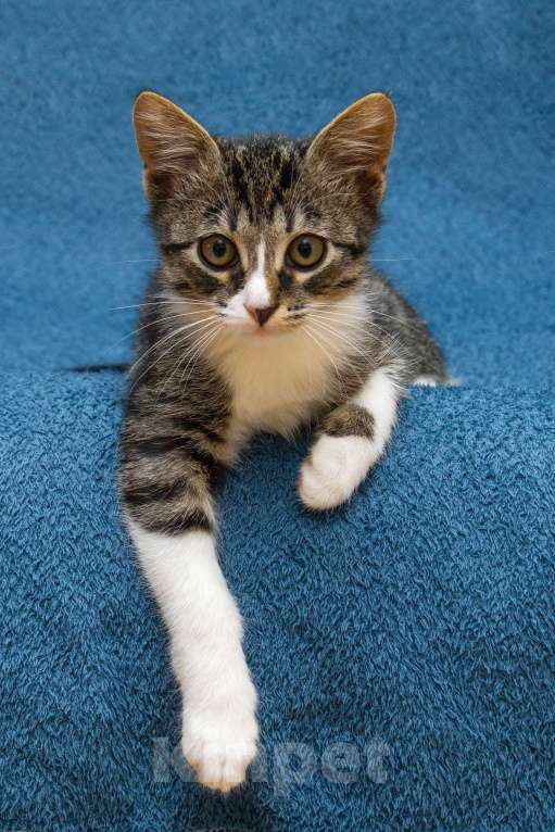 Кошки в Москве: Маленький котенок Степан нуждается в семье! Мальчик, Бесплатно - фото 6