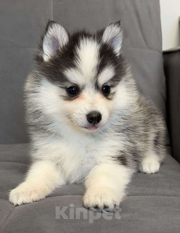 Собаки в Санкт-Петербурге: Девочка Помски Девочка, 60 000 руб. - фото 4